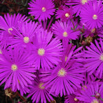 Delosperma Jewel Opal