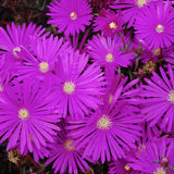 Delosperma Jewel Opal