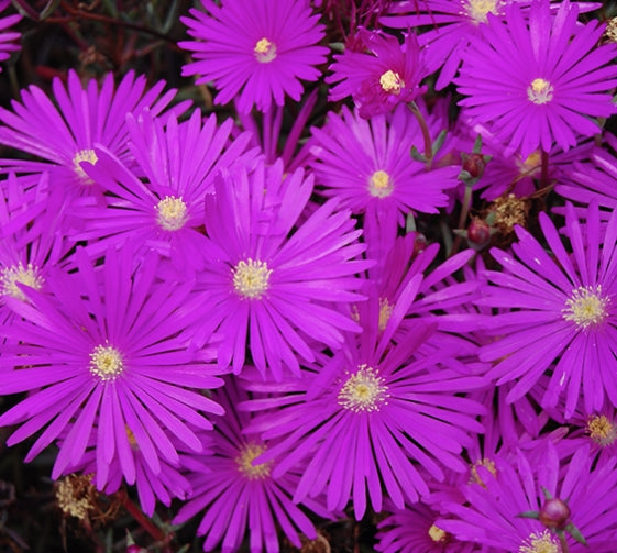 Delosperma Jewel Opal