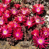 Delosperma Jewel Garnet v. 9 -- 12 piante x m2