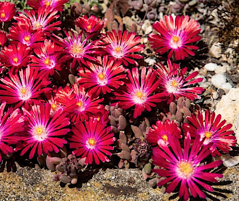 Delosperma Jewel Garnet v. 9 -- 12 piante x m2