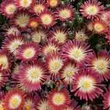 Delosperma Jewel Ruby