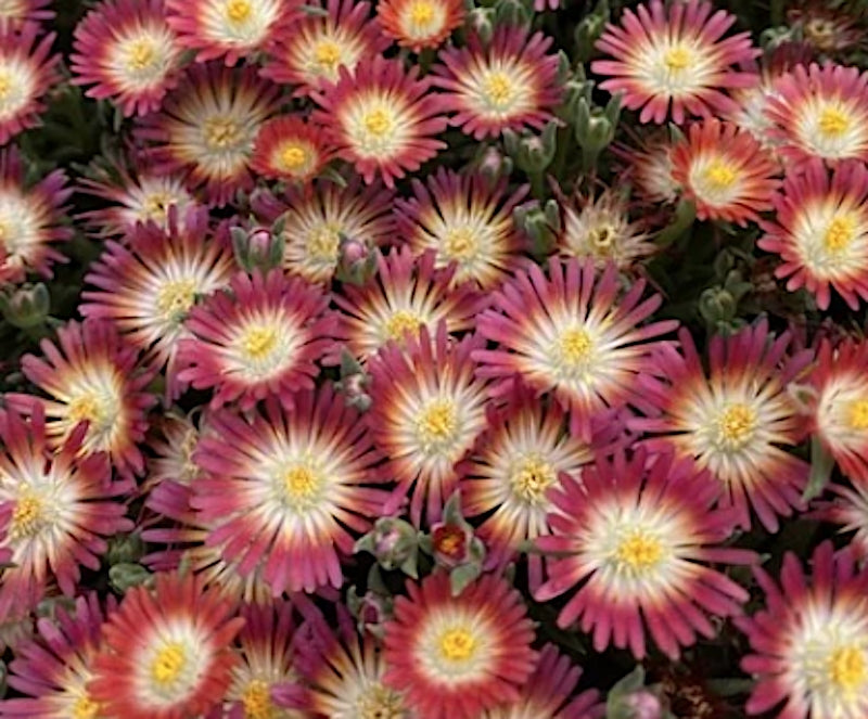 Delosperma Jewel Ruby