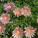 Delosperma Kalaidis v.9-- 12 piante m2