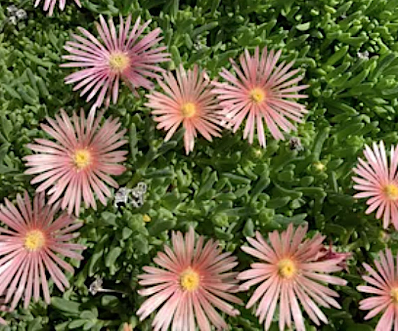 Delosperma Kalaidis v.9-- 12 piante m2