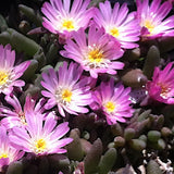 Delosperma beauford west 12 piante x m2