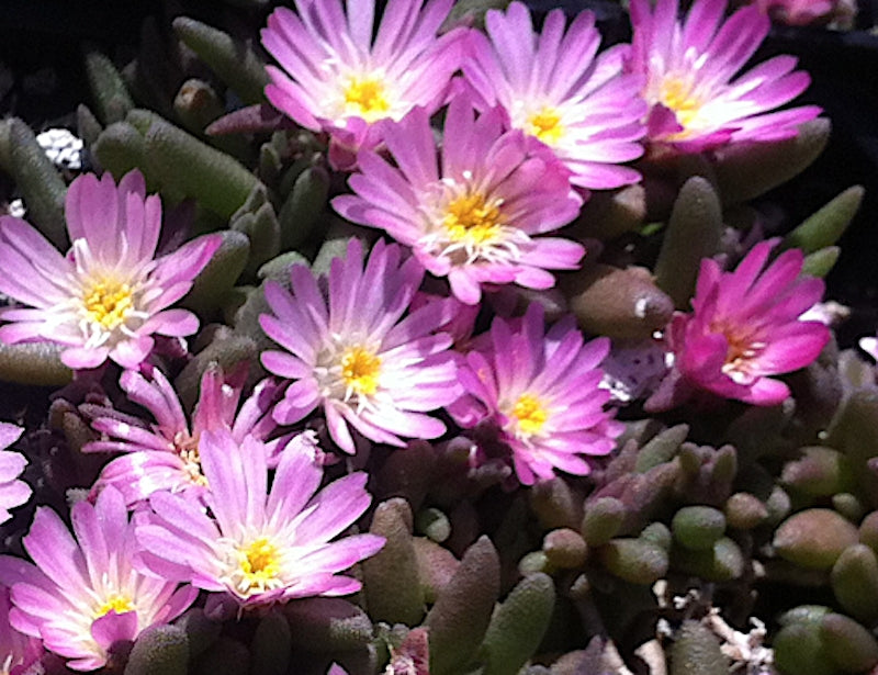 Delosperma beauford west 12 piante x m2