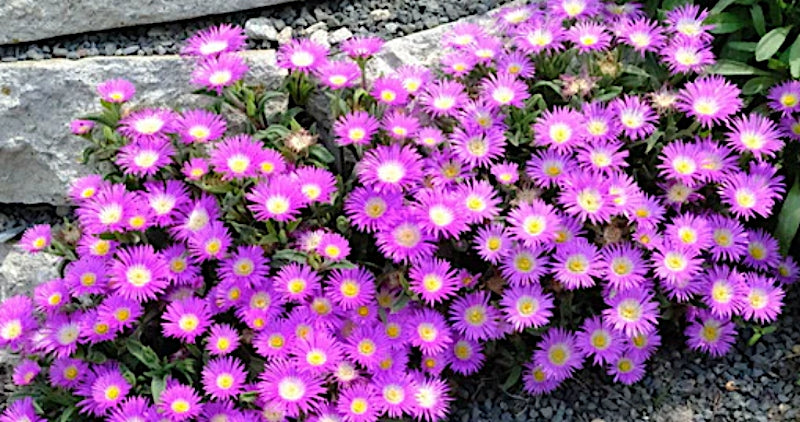 Delosperma Ashtonii