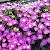 Delosperma Ashtonii