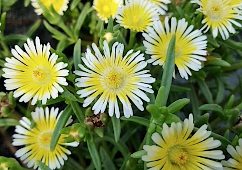 Delosperma Limoncello