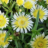 Delosperma Limoncello