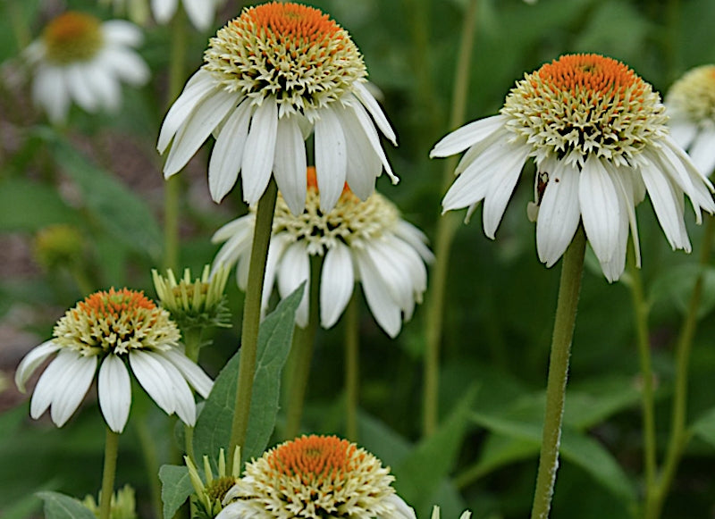 Echinacea Milkshake