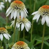 Echinacea Milkshake