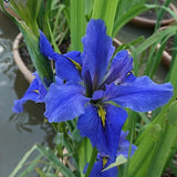 Iris 'Louisiana Blue v.16 (fitodepurante) 	 Iris palustre da coltivare ad una profondità di 0/-5 cm di acqua