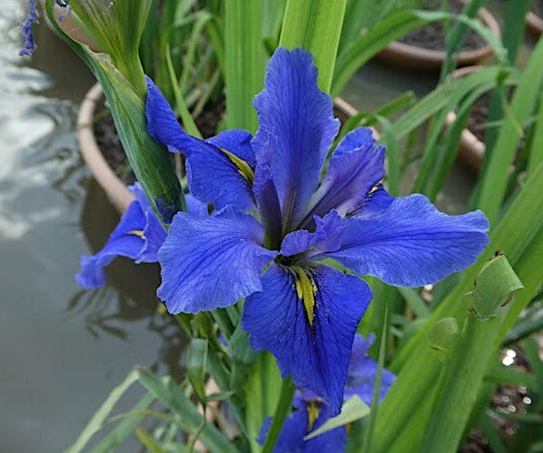 Iris 'Louisiana Blue v.16 (fitodepurante) 	 Iris palustre da coltivare ad una profondità di 0/-5 cm di acqua
