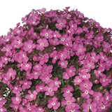 Saponaria Bressingham v.9