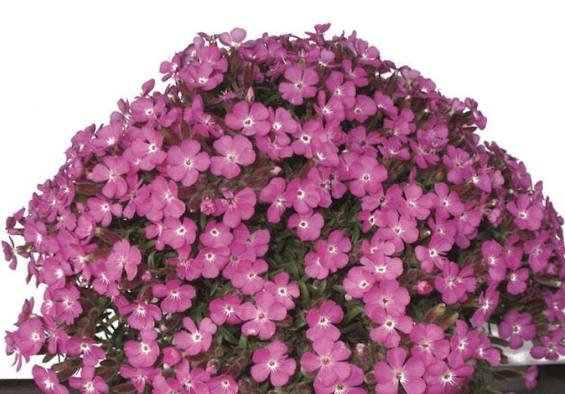 Saponaria Bressingham v.9