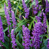 Liriope Muscari