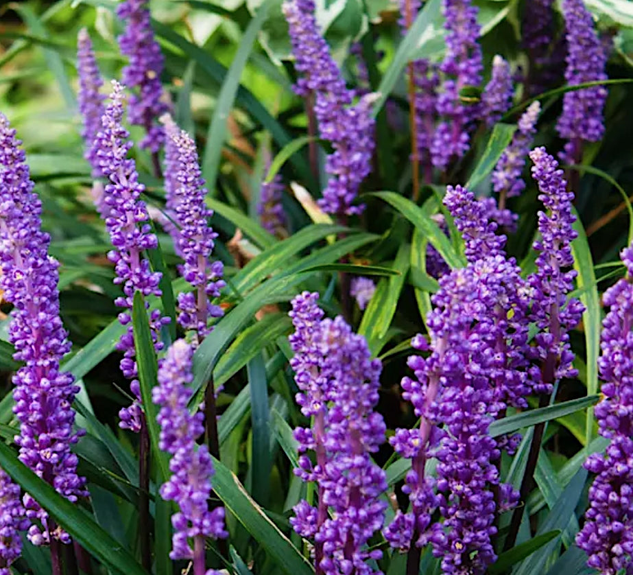 Liriope Muscari