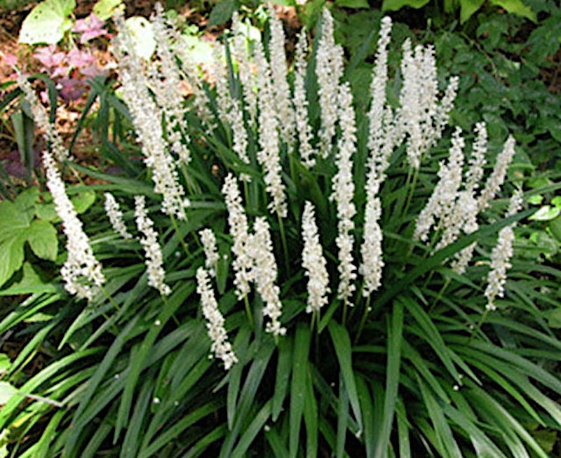 Liriope Muscari Monroe White