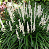 Liriope Muscari Monroe White