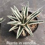 Agave Victoria Reginae White Rhino cm. 18/20 come foto