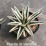 Agave Victoria Reginae White Rhino cm. 18/20 come foto