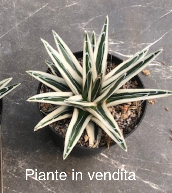 Agave Victoria Reginae White Rhino cm. 18/20 come foto