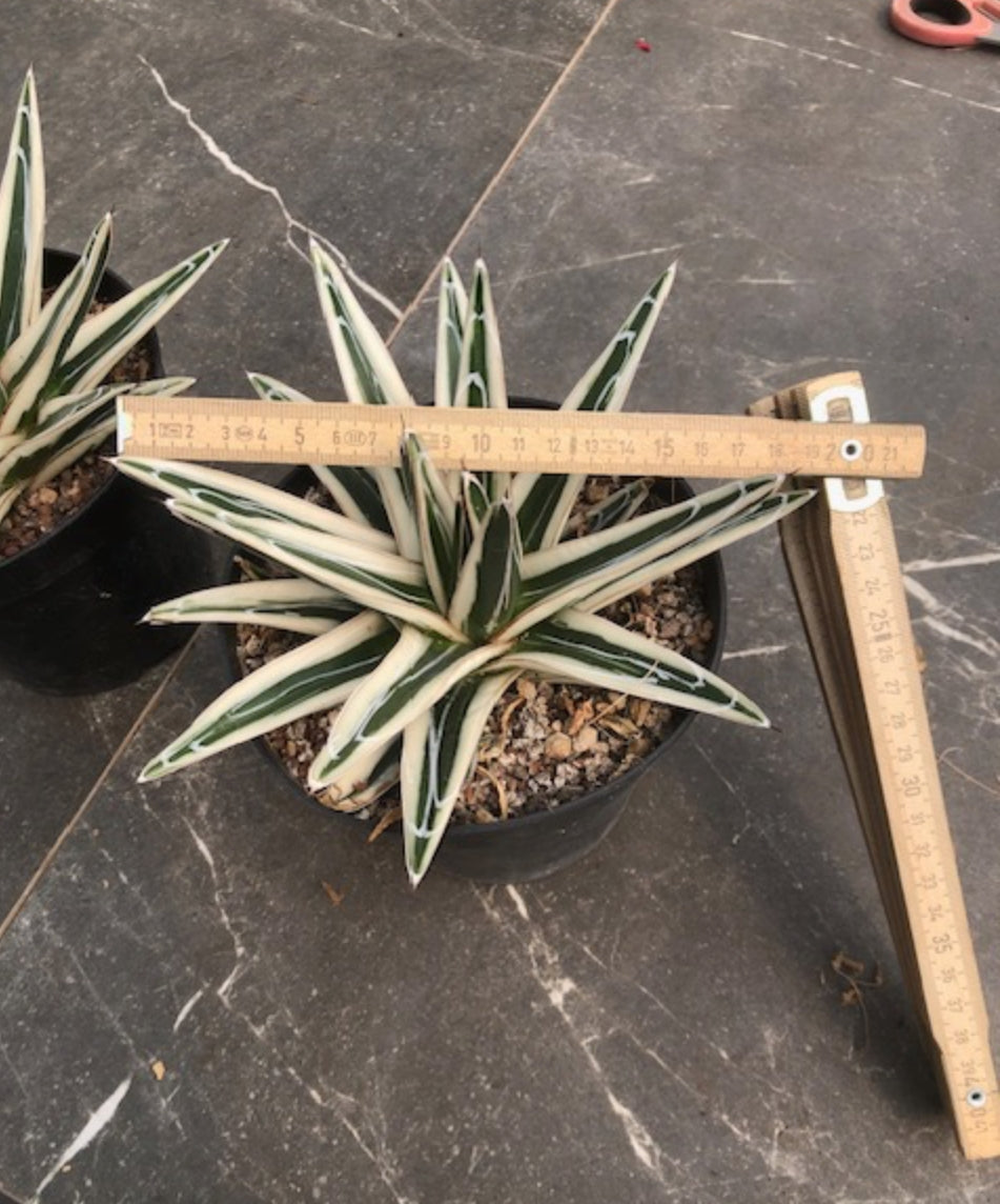 Agave Victoria Reginae White Rhino cm. 18/20 come foto