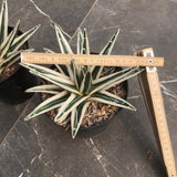 Agave Victoria Reginae White Rhino cm. 18/20 come foto