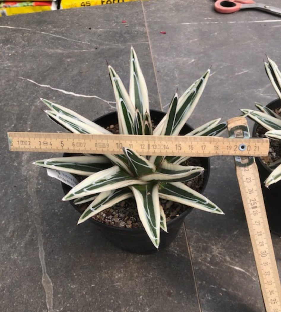 Agave Victoria Reginae White Rhino cm. 18/20 come foto