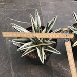 Agave Victoria Reginae White Rhino cm. 18/20 come foto