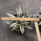Agave Victoria Reginae White Rhino cm. 18/20 come foto