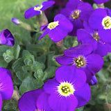 Aubrieta “Axcent Violet White Eye” v.9/10