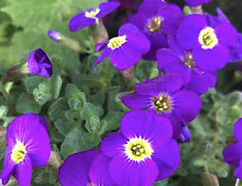 Aubrieta “Axcent Violet White Eye” v.9/10