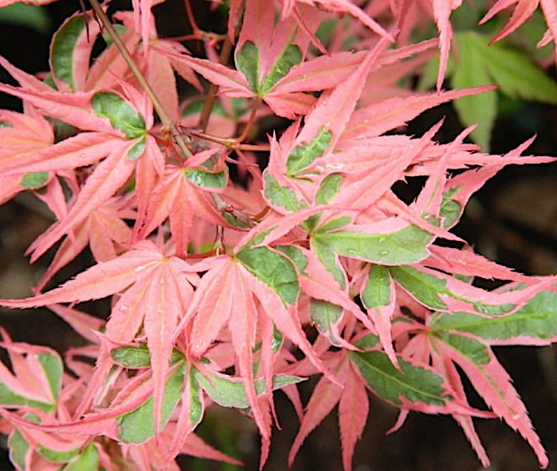 Acer palmatum. kagiri-nishiki   v. 9