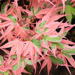 Acer palmatum. kagiri-nishiki   v. 9