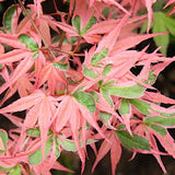 Acer palmatum. kagiri-nishiki   v. 9