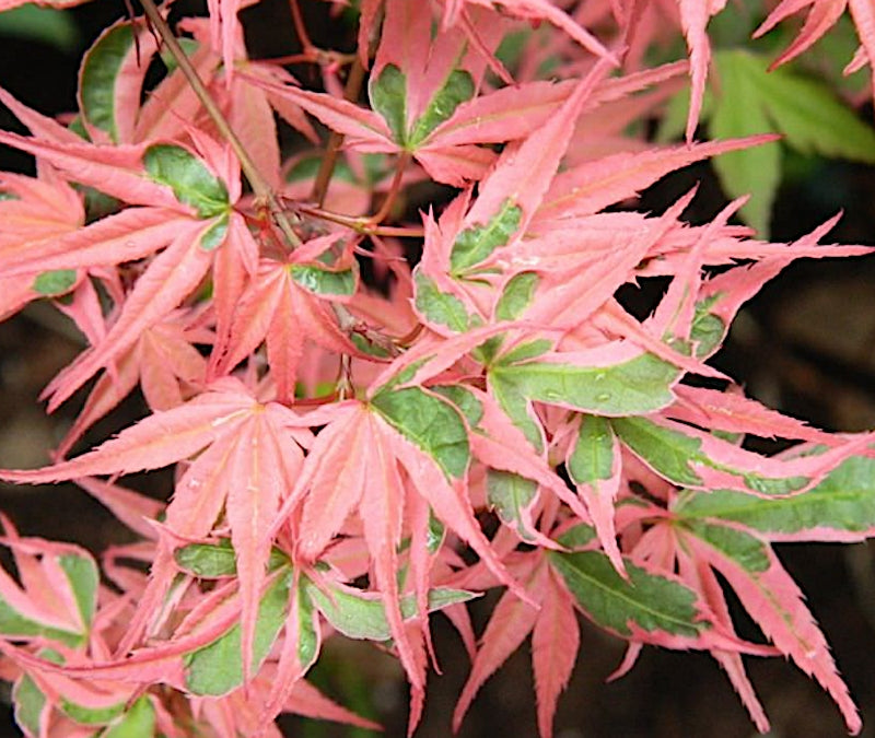 Acer palmatum. kagiri-nishiki   v. 9