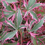 Acer palmatum. kagiri-nishiki   v. 9