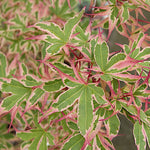 Acer palmatum. kagiri-nishiki   v. 9