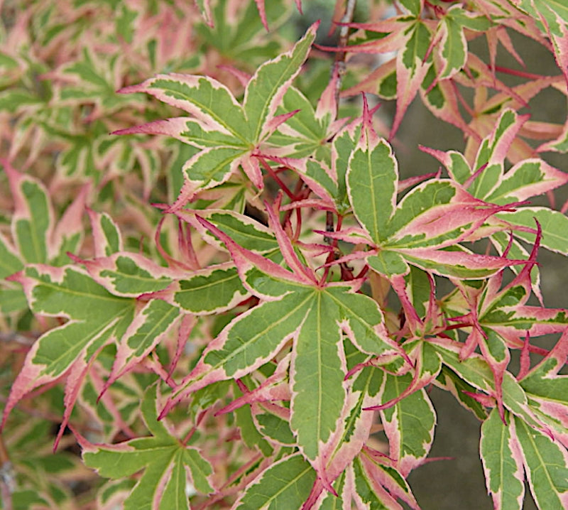 Acer palmatum. kagiri-nishiki   v. 9