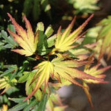 Acer Palmaum  Berry Broom