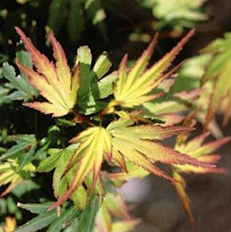 Acer Palmaum  Berry Broom