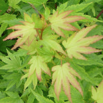 Acer Palmaum  Berry Broom