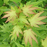 Acer Palmaum  Berry Broom
