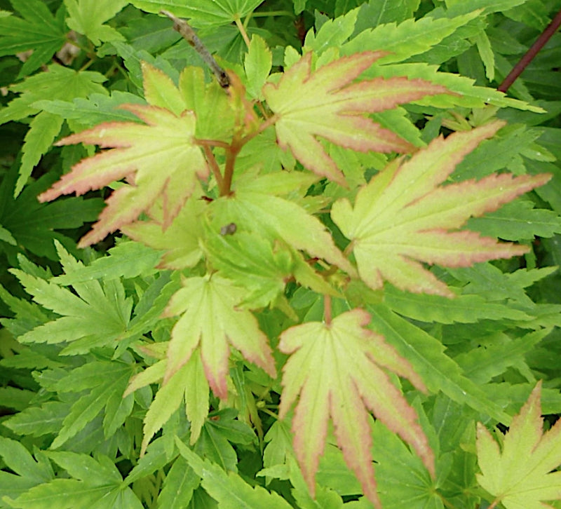 Acer Palmaum  Berry Broom