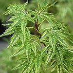 Acer Palmatum Higasayama