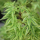 Acer Palmatum Higasayama