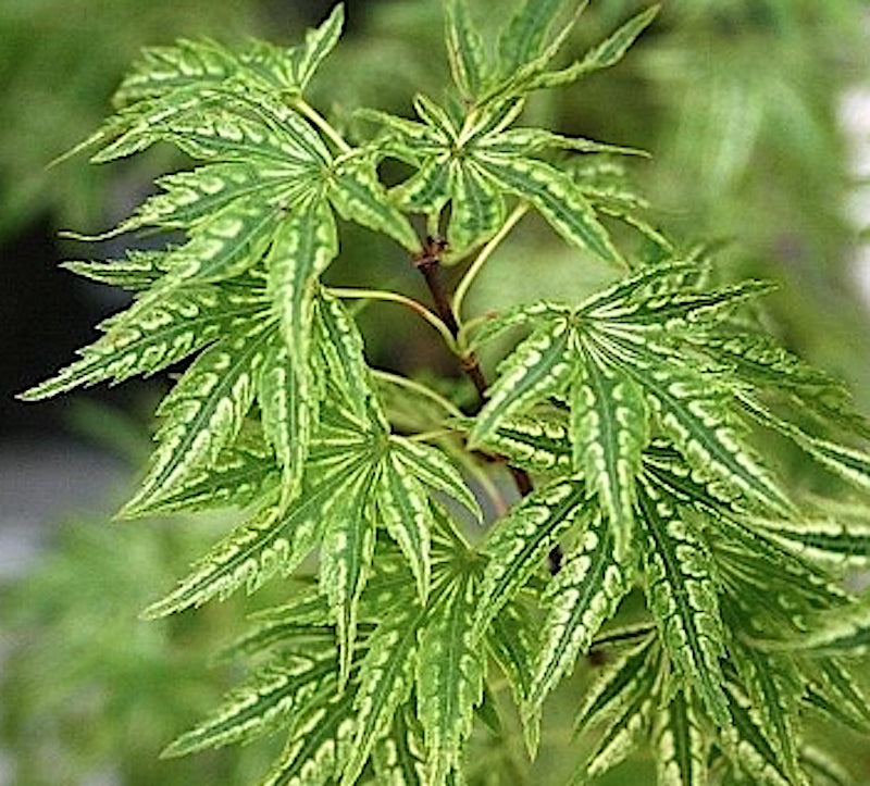 Acer Palmatum Higasayama